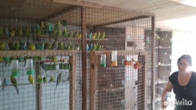 Стадо волнистых попугаев купить на Зозу.ру - фотография № 2