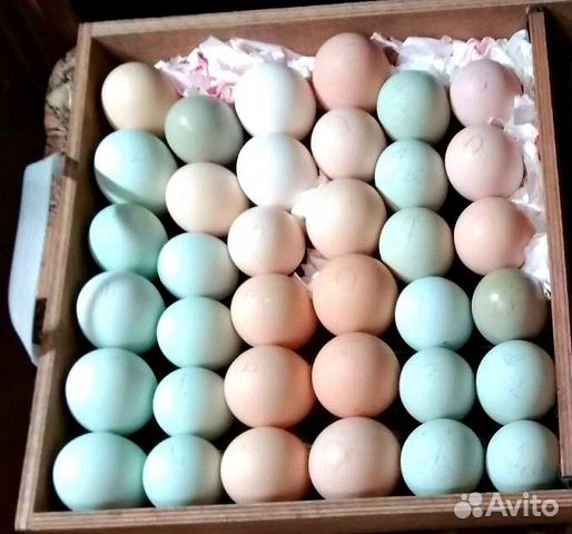 Инкубационное яйцо,петухи на племя купить на Зозу.ру - фотография № 1