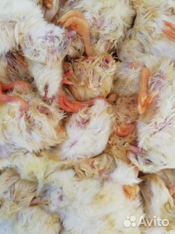 Цыпленок на корм хищникам купить на Зозу.ру - фотография № 1