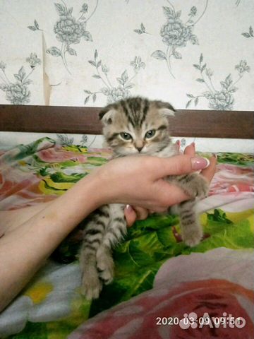 Шотланецы котята купить на Зозу.ру - фотография № 2