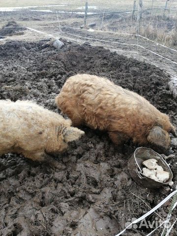 Поросята Венгерской мангалиц, козы купить на Зозу.ру - фотография № 3