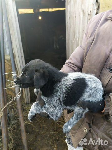 Продается щенок Дратхар, девочка два месяца купить на Зозу.ру - фотография № 1