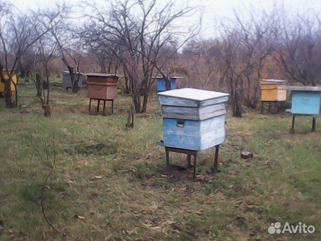 Ульи и пчелиные семьи купить на Зозу.ру - фотография № 3