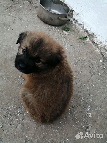 Собака, щенки в добрые руки купить на Зозу.ру - фотография № 2