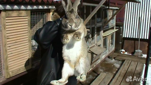 Самцы половозрелых кроликов купить на Зозу.ру - фотография № 2