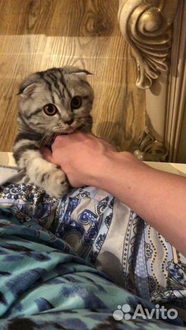 Вислаухая кошка купить на Зозу.ру - фотография № 2