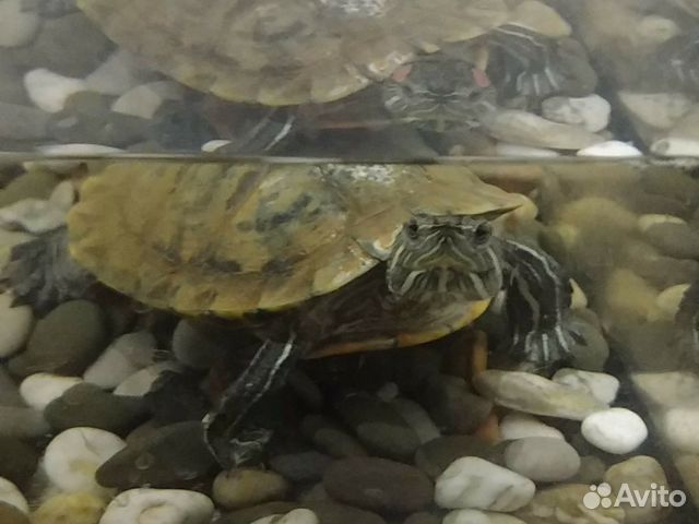 Черепаха+аквариум купить на Зозу.ру - фотография № 2