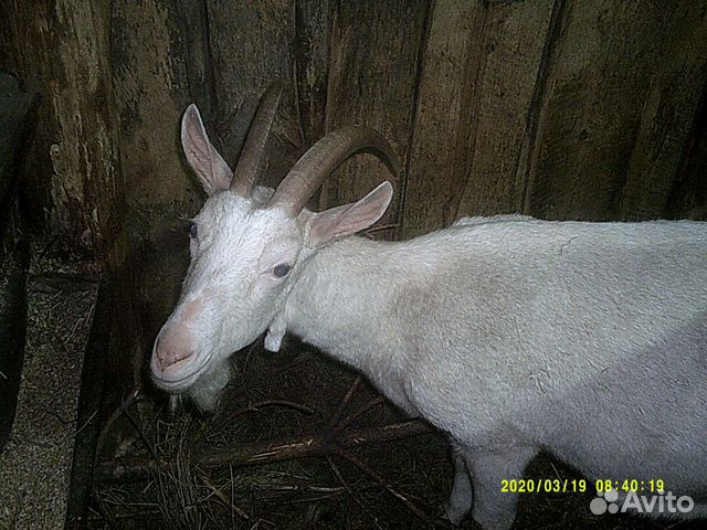 Заано-нубийская коза первокотка и зааненка купить на Зозу.ру - фотография № 3