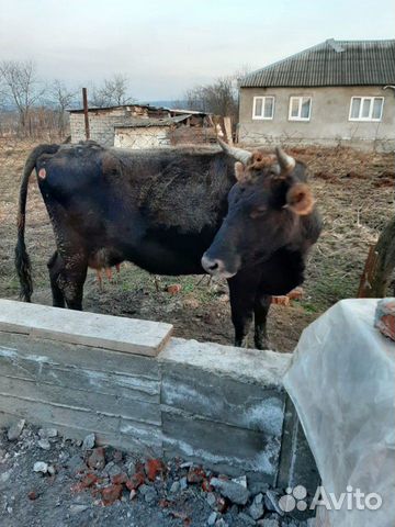 Корова и телочка купить на Зозу.ру - фотография № 2