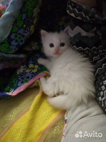 Котенок белый девочка купить на Зозу.ру - фотография № 4