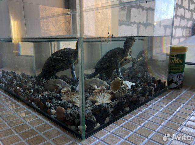 Водоплавающая красноухая черепаха купить на Зозу.ру - фотография № 4