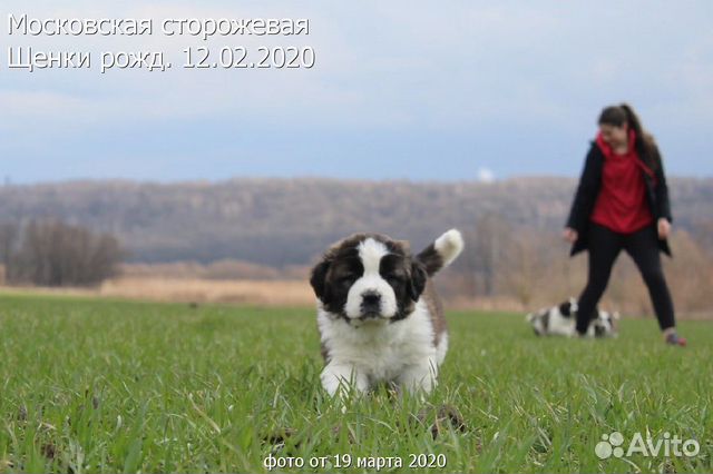 У вас собаки нет У нас есть щенки купить на Зозу.ру - фотография № 2