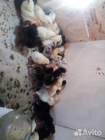 Цыплята цветные купить на Зозу.ру - фотография № 3