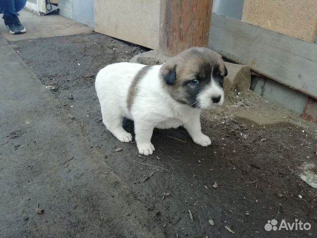Собака Москвич купить на Зозу.ру - фотография № 2