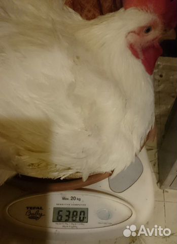 Цыплята бройлер кобб 500 из чешского яйца купить на Зозу.ру - фотография № 6