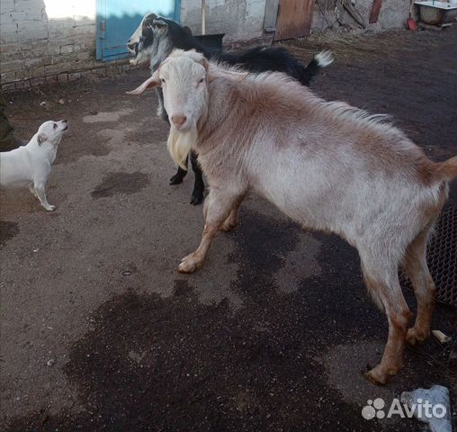 Продаю козла и козликов купить на Зозу.ру - фотография № 3