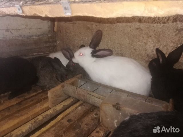 Кролики продам купить на Зозу.ру - фотография № 3