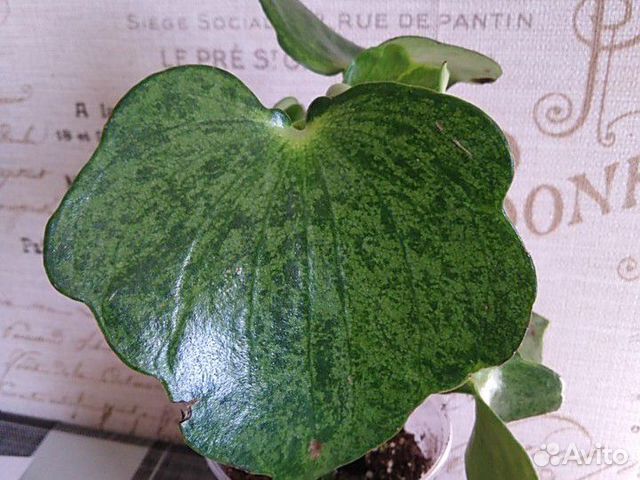 Пеперомия Рейндроп Variegata Пеперомия Рейндроп Variegata