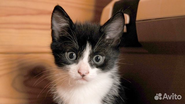 Котенок в добрые руки (с доставкой) Котенок в добрые руки (с доставкой)