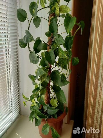 Эпипремнум Золотистый (Сциндапсус)