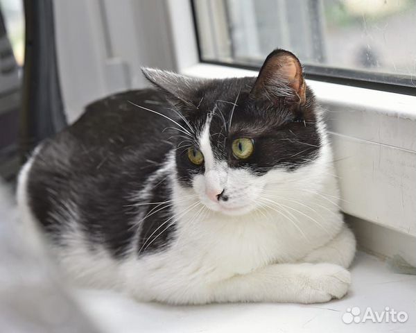 Мусенька Мусенька