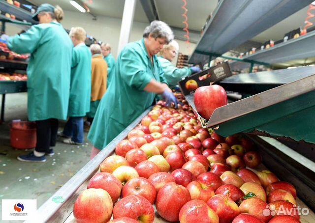 Упаковщики яблок работа вахтой от 15 смен Упаковщики яблок работа вахтой от 15 смен