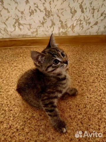 Котенок 2 месяца