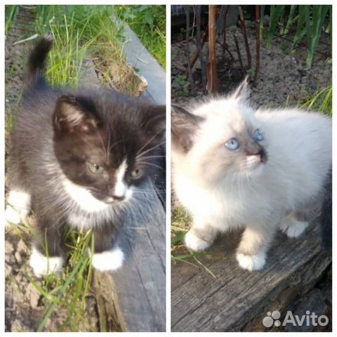Озорные котята в поисках дома