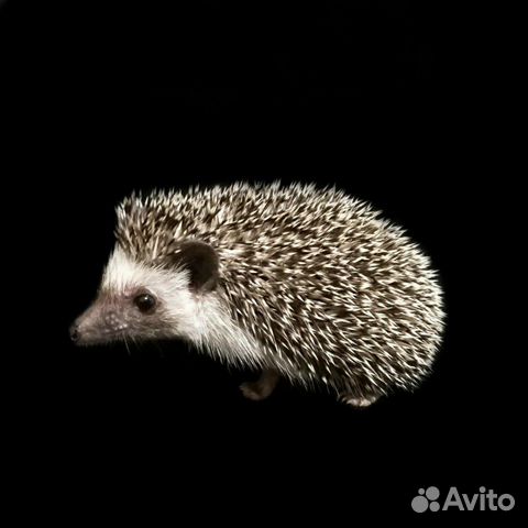 Африканский карликовый еж Африканский карликовый еж