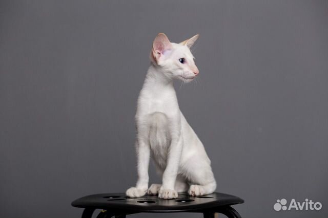 Ориентальный котенок