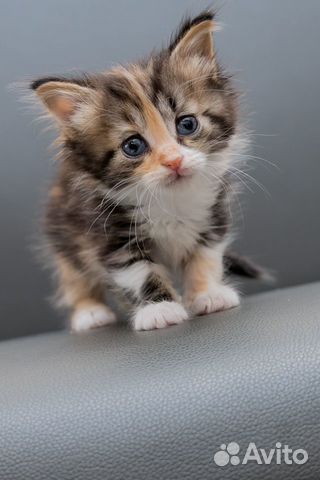 Котенок Анфиса Котенок Анфиса