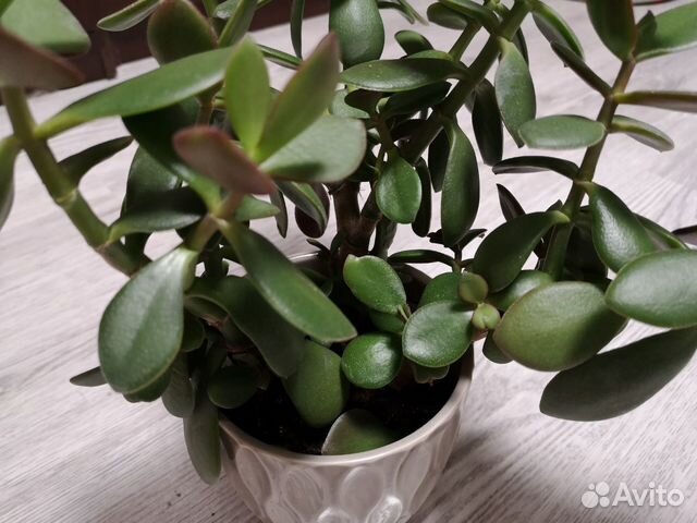 Толстянка (Денежное дерево) Толстянка (Денежное дерево)