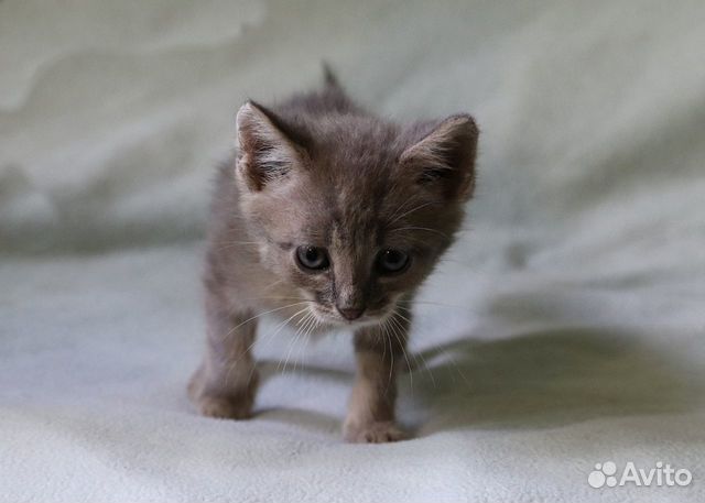 Красивый котёнок в дар Красивый котёнок в дар