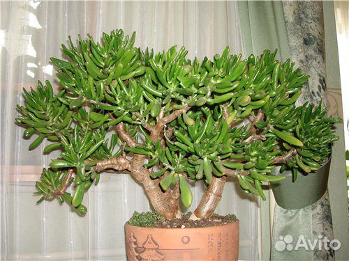 Крассула, толстянка, денежное дерево