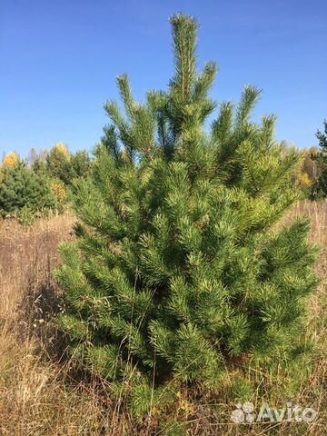 Новогодняя Елка Оптом Саранск Новогодняя Елка Оптом Саранск