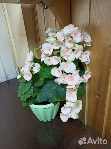 Элатиор (бегония)