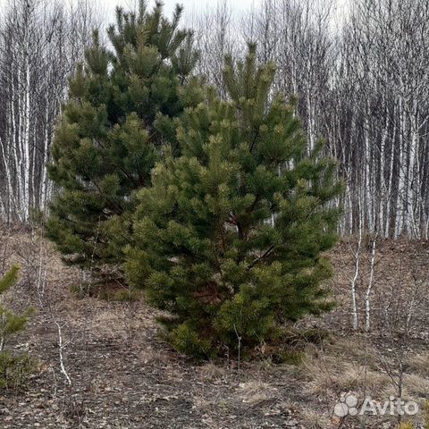 Авито Сосна Новогодняя Купить