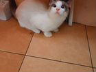 Сиамский кот вязка