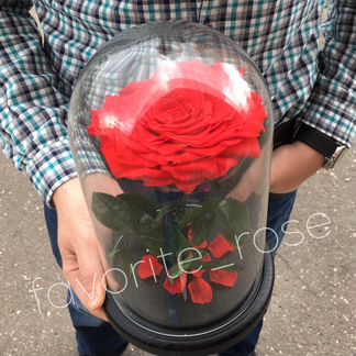 Роза в колбе. Быстрая Доставка. Большой Бутон