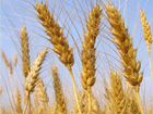 Продажа Зерна ячмень,пшеница