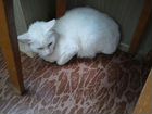 Кот белый хвост с серыми полосками
