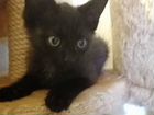 Черный котенок в добрые руки объявление продам