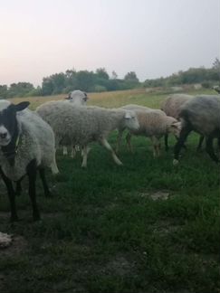 Овцы, матки и ярки - фотография № 1