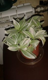 Традесканция трехцветная