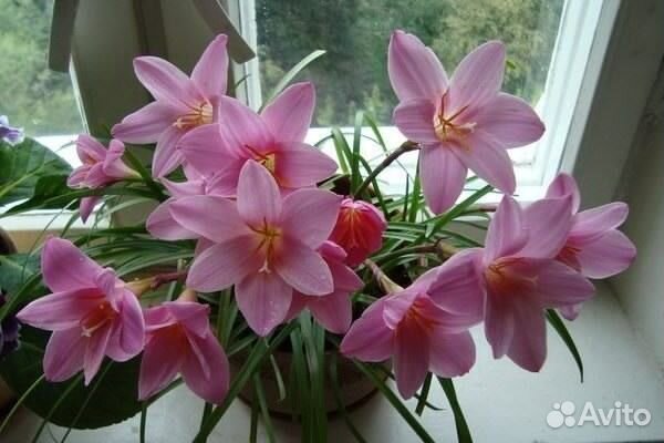 Выскочка белая и розовая, валлота, гиппеаструм