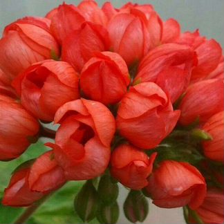 Герань тюльпановидная