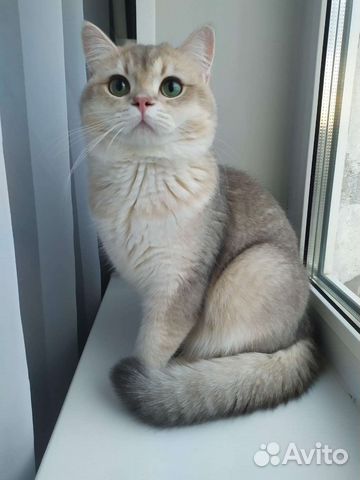 Вязка. Британец. Голубая шиншилла