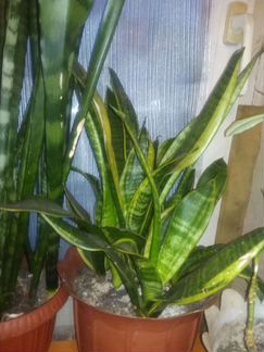 Сансевиерия цветущая
