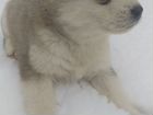 Чистокровные щенки аляскинского маламута объявление продам