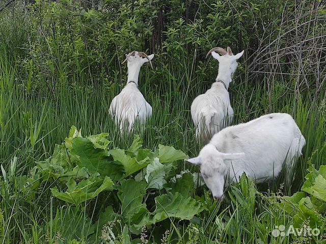 Козы, козёл